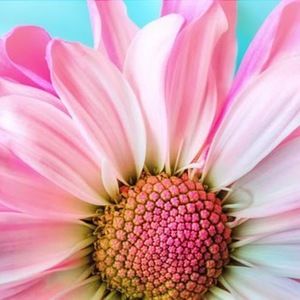 Meet your Posher, Lindsay